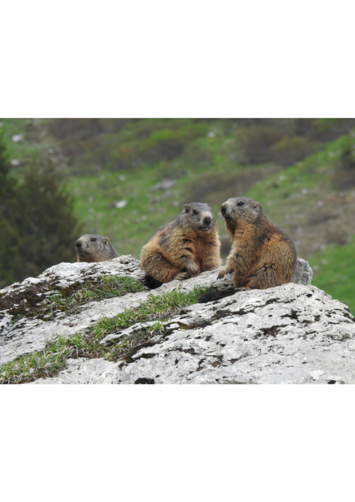 Happy Ground Hog Day, 2023